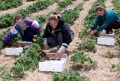 Българи берат ягодите за Уимбълдън за 200 лева надница