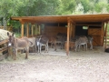 В село Баничан днес ще бъде открит Резерват за магарета