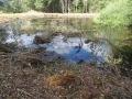 Констатациите от проверките на почистването на водоемите в община Петрич от дървета и храсти: Няма нарушения