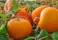 Тези есенни храни ни помагат да сме здрави