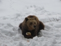 Снегът затрупа Парка за танцуващи мечки в Белица преди Мечкин ден