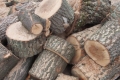 ЮЗДП:  ДГС Петрич” е предвидило достатъчно дърва за огрев за предстоящия отоплителен сезон