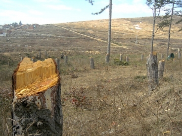 Възрастна жена пострада при сеч в гората над село Дъбрава