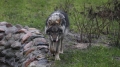 Огромен вълк напада стада на 5 км от Благоевград