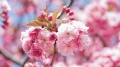 Японски вишни заменят болни и опасни дървета в Благоевград