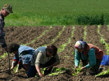 Рекорден брой тютюнджии от Гоцеделчевско работят в Гърция