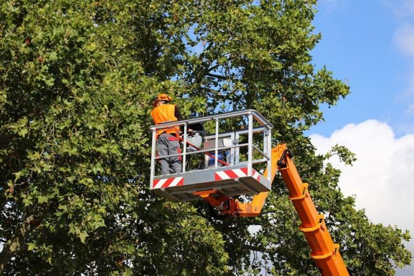 Премахват опасни дървета в Сандански