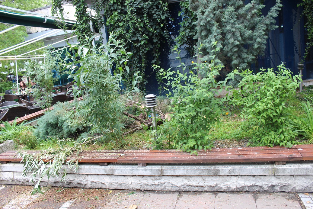 Бърза реакция на община Благоевград  - отстраниха паднали дървета и клони след бурята вчера