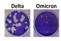 Омикрон и Делта: Прилики и разлики