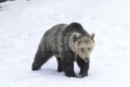 Някои от мечките в Белица не заспаха зимен сън