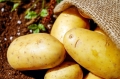 Оставаме без български картофи, ако няма субсидиране