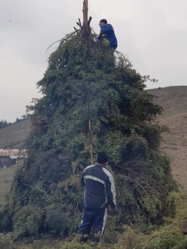 Състезанието за най-голямо (Гаро) в Белица тече с пълна пара