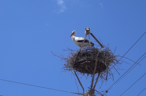 Щъркелът Изгрев се върна в гнездото си в гоцеделчевското село Баничан