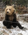 Спасяваме украински мечки в ... Белица