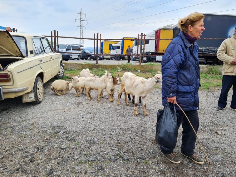 Десет лева за килограм е цената на агнешкото на животинския пазар в Благоевград снимка 2