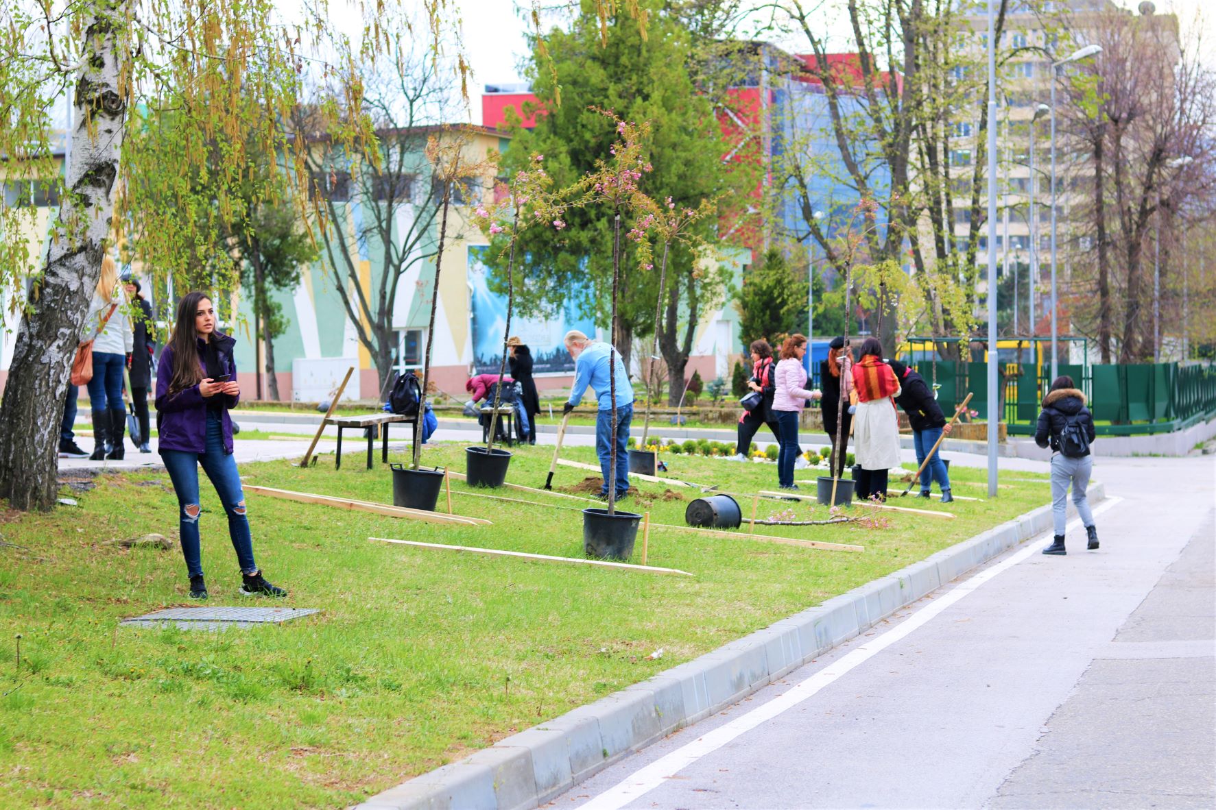 Доброволци засадиха 100 японски вишни в благоевградския парк „Македония“ снимка 1