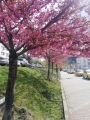 Ще стане ли Благоевград градът на японските вишни?