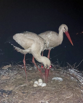 Чудото на живота: Великден донесе 5 яйца в щъркелово гнездо на кулата в Банско