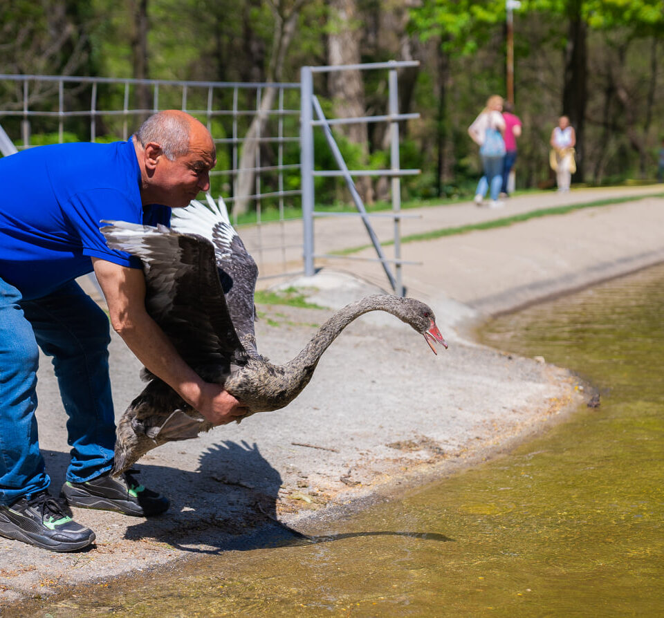 Красив черен лебед е новият обитател на езерото в парк Бачиново