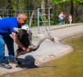 Красив черен лебед е новият обитател на езерото в парк "Бачиново"