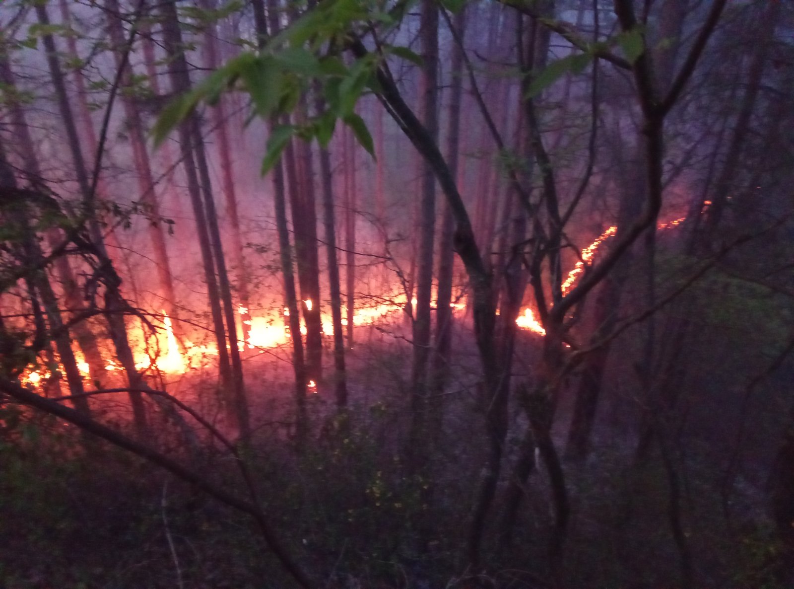 Служители на 8 ДГС (Държавни горски стопанства) към ЮЗДП гасят пожар над село Илинденци, община Струмяни