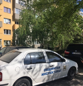 Опасна върба в кв. Струмско в Благоевград, общински инспекторат на крак