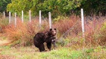 Внимание: Мечка броди край Благоевград