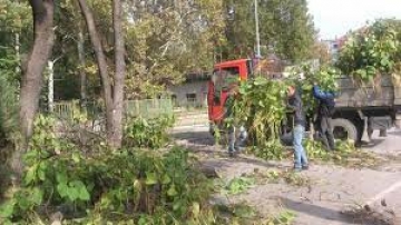 Започва кастрене на дървета по ул.  Александър Стамболийски  в Благоевград