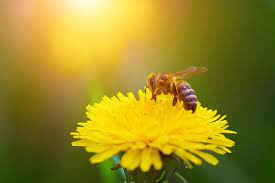 Отбелязваме Международния ден на пчелата
