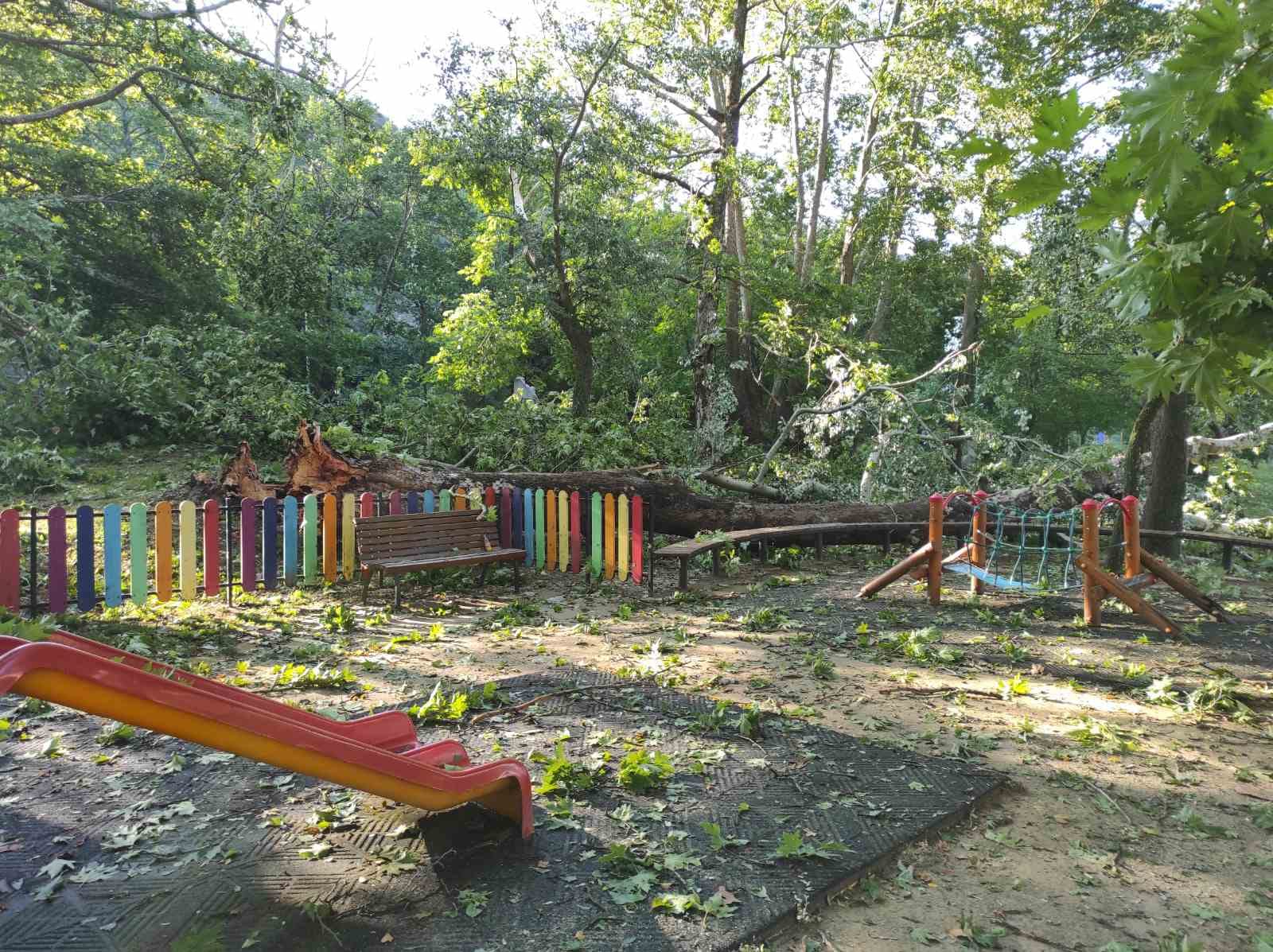 Продължава работата по разчистване на сериозните щети, които понесе парк "Свети Врач" след снощната буря в град Сандански снимка 1