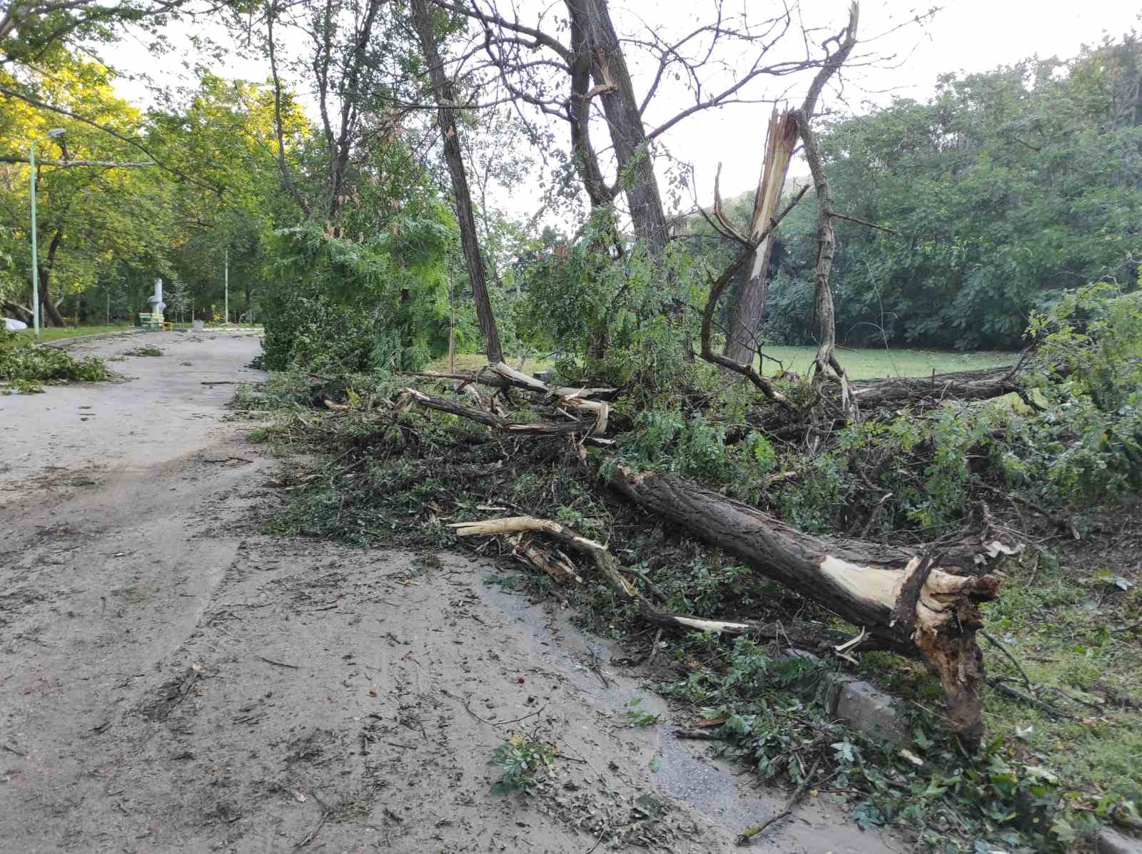 Продължава работата по разчистване на сериозните щети, които понесе парк "Свети Врач" след снощната буря в град Сандански снимка 6