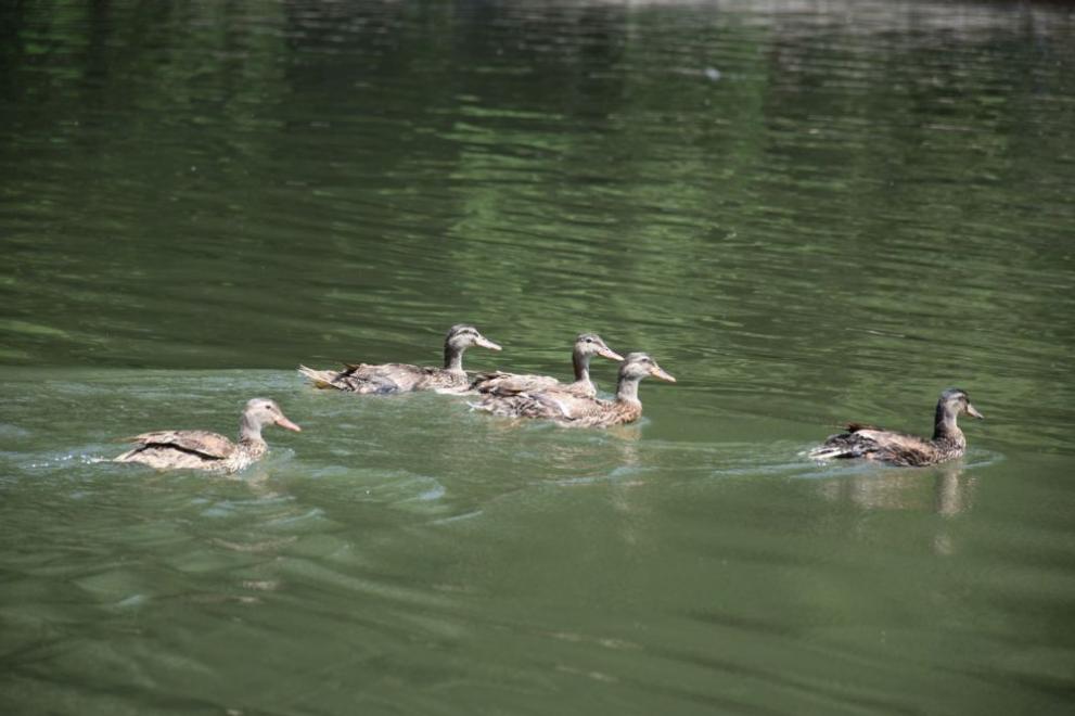 40 нови зеленоглави патици обитават езерото на парк „Бачиново“