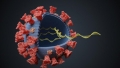 Блага вест: Новите Covid мутации прескачат ваксините
