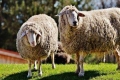 Крадци задигнаха 85 овце, полицията откри половината