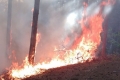 Гасиха пожар в гора на територията на ДГС Невестино