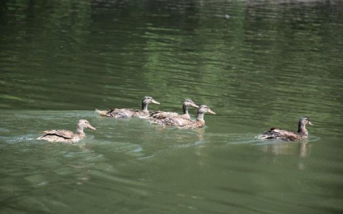 Още 40 патици в езерото на парк Бачиново