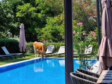 УНИКУМ! Крава влезе в хотел на Слънчака, пие вода от басейна