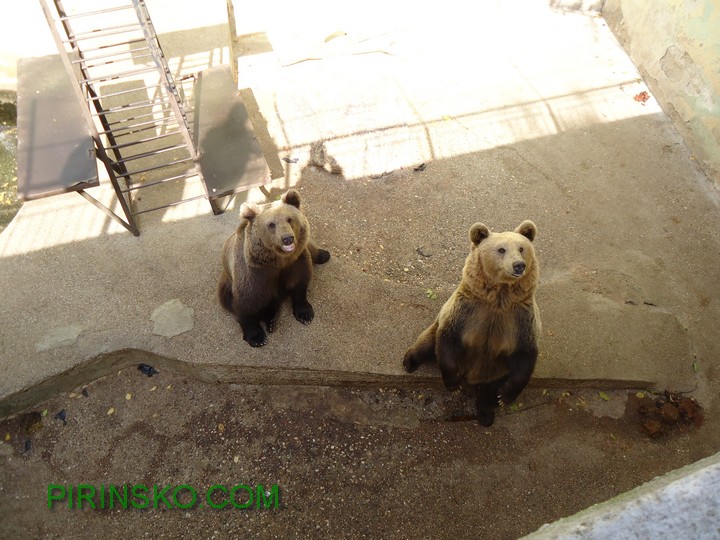 Започна разширяването на клетките на мечките в благоевградския Зоопарк