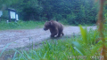 Кафяви мечки все по-често са засичани в ниските места на Рила