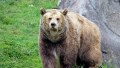 Почина 34-годишната мечка Нада от парка за мечки край Белица