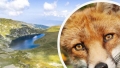 АТРАКЦИЯ: Туристи си правят селфи с лисица край Седемте рилски езера