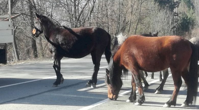Крави и коне стряскат шофьори на пътя за Рилския манастир