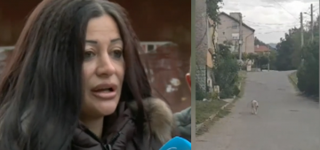Страх и паника в Дупница заради питбули, разхождащи се на свобода