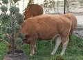 Стадо крави разплака земеделец, съсипа овощната му градина в с. Пирин