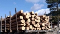 Откриха още 40 куб. м. незаконна дървесина, превозвана от фирмата на кмета на Якоруда