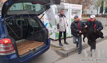 УЖАС! Бездомни кучета нахапаха четири ученика в благоевградския кв.Струмско