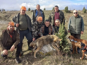Наслука! Ловната дружинка в Сенокос покоси най-големия хищник в района