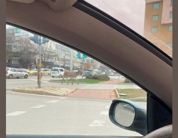 Магаре побърка шофьори, никой не може да го хване