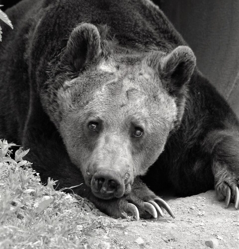 Паркът за мечки в Белица скърби: Почина мечокът Добри