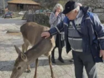 Кошута, която си похапва вафли стана хит в мрежата
